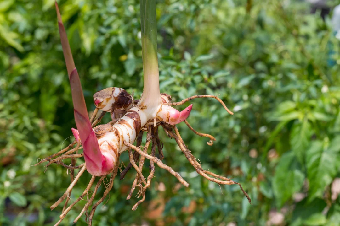 1 Galanga Starter Plug Thai Ginger / Siamese Ginger Alpinia galangal
