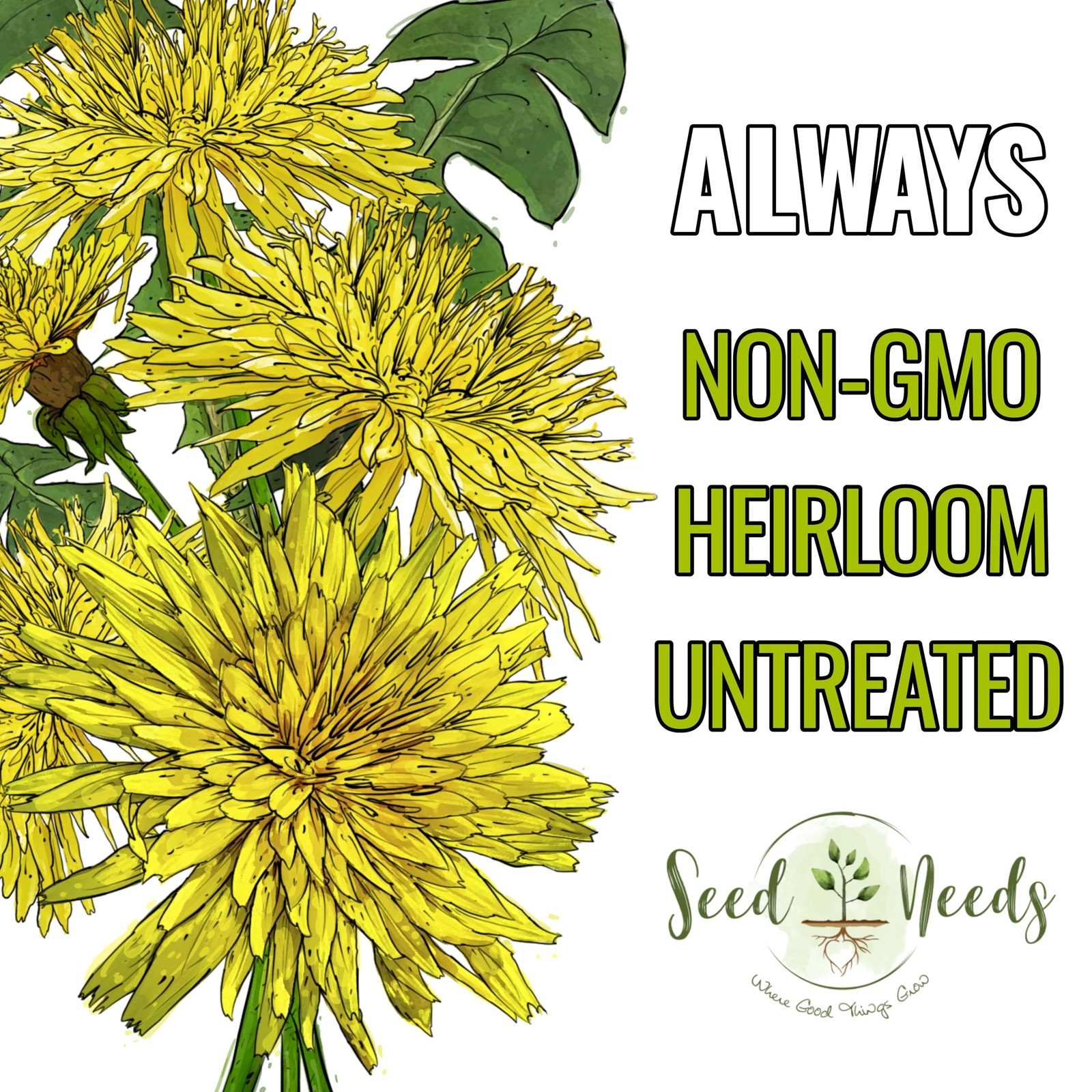 Common Dandelion Herb Seeds 30,000+ Non-GMO Heirloom – Great for Salads