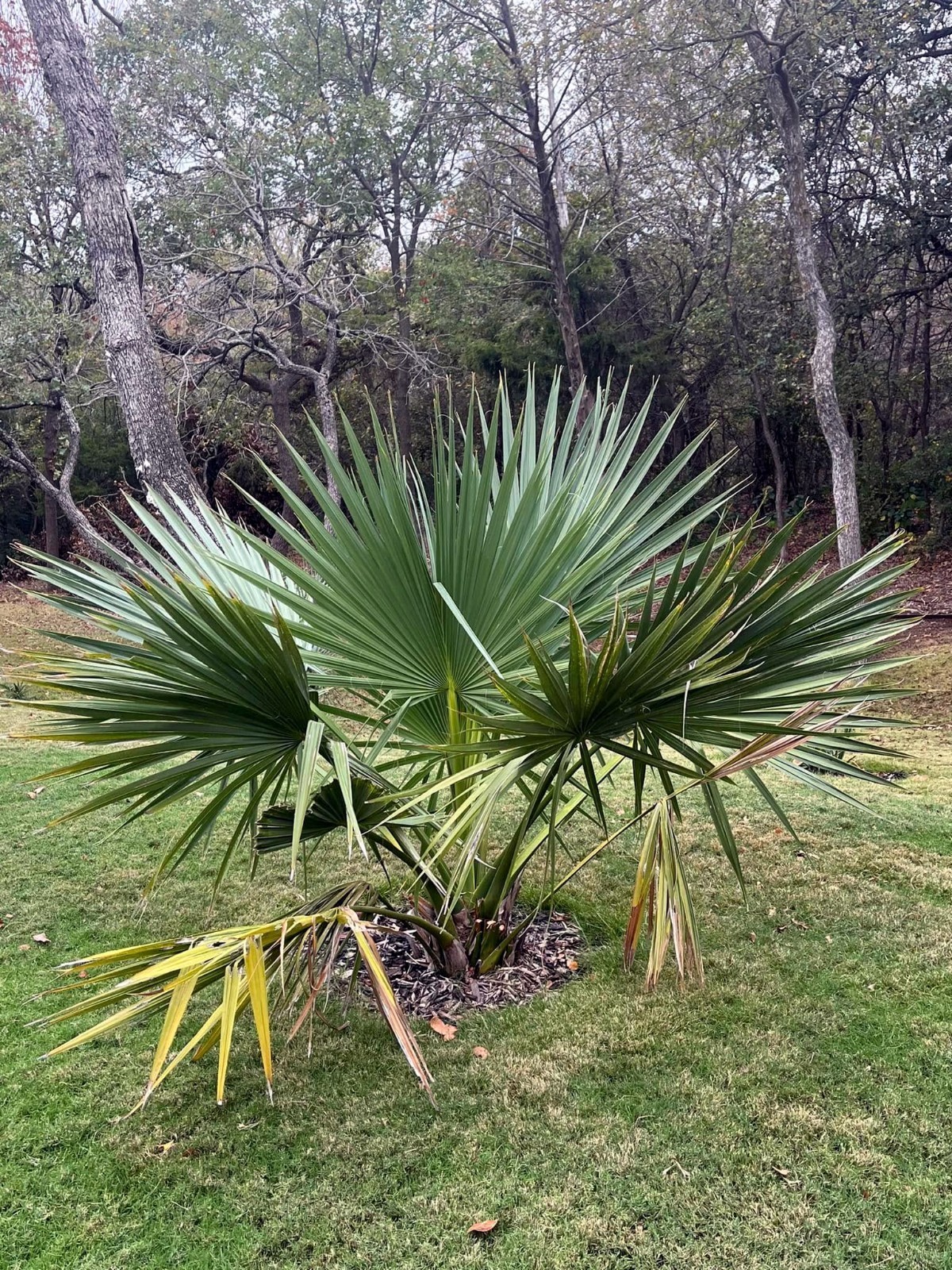 Dwarf Palmetto Palm Tree Seeds (Sabal minor) Cold Hardy Tropical Fan Palm