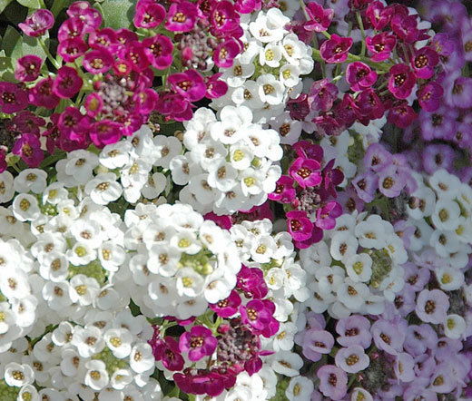 ALYSSUM PALETTA MIX Lobularia Maritima – 1,000 Bulk Seeds