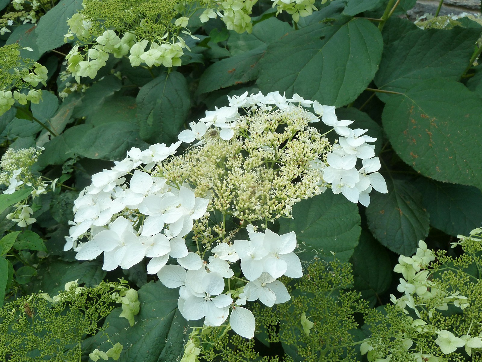 Green Promise Farms American Beauties Native Plants – Hydrangea Arb. Haas Halo