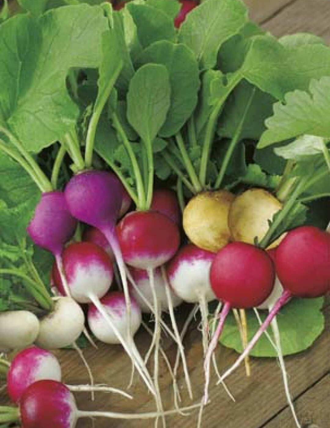 Easter Egg Radish Seeds, NON-GMO, Fast Harvest, Variety Sizes, FREE SHIPPING