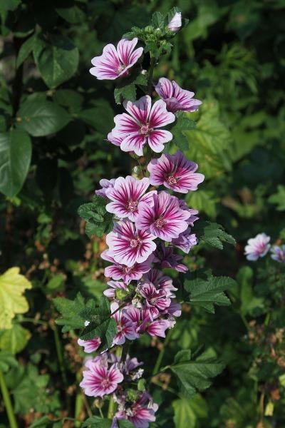 Malva sylvestris ‘Zebrina’ | French Mallow | Malva | 20 Seeds