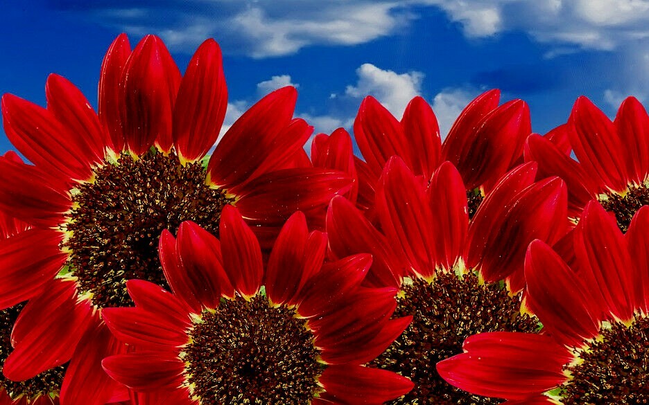 100 Red Sunflower Seeds, Red Sun, Heirloom Flower Seeds, Many Branches & Blooms