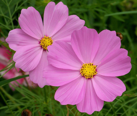 COSMOS SONATA PINK DWARF Cosmos Bipinnatus – 100 Seeds