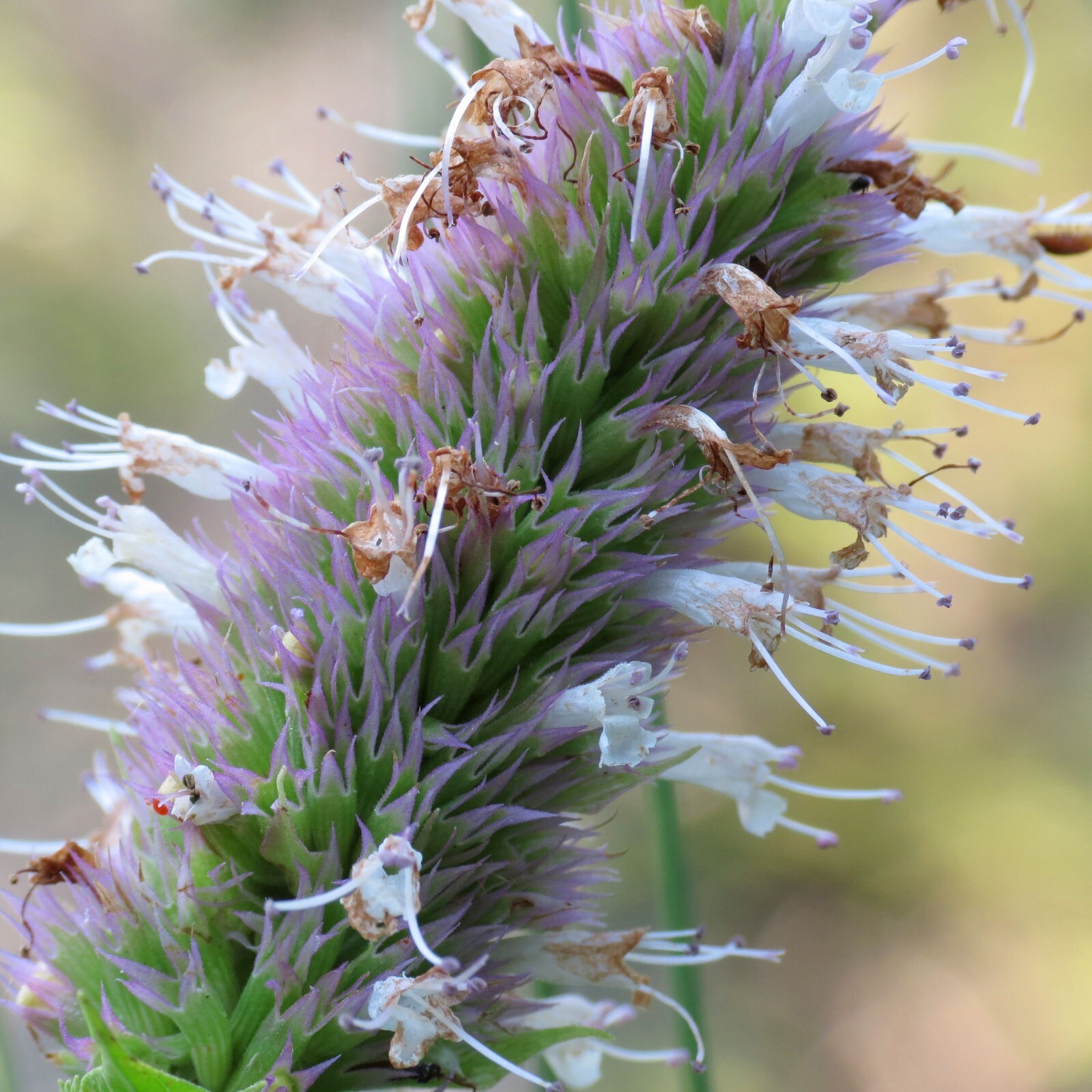 AGASTACHE URTICIFOLIA Seeds *FREE Shipping!* Nettleleaf Giant Hyssop 500+ SEEDS
