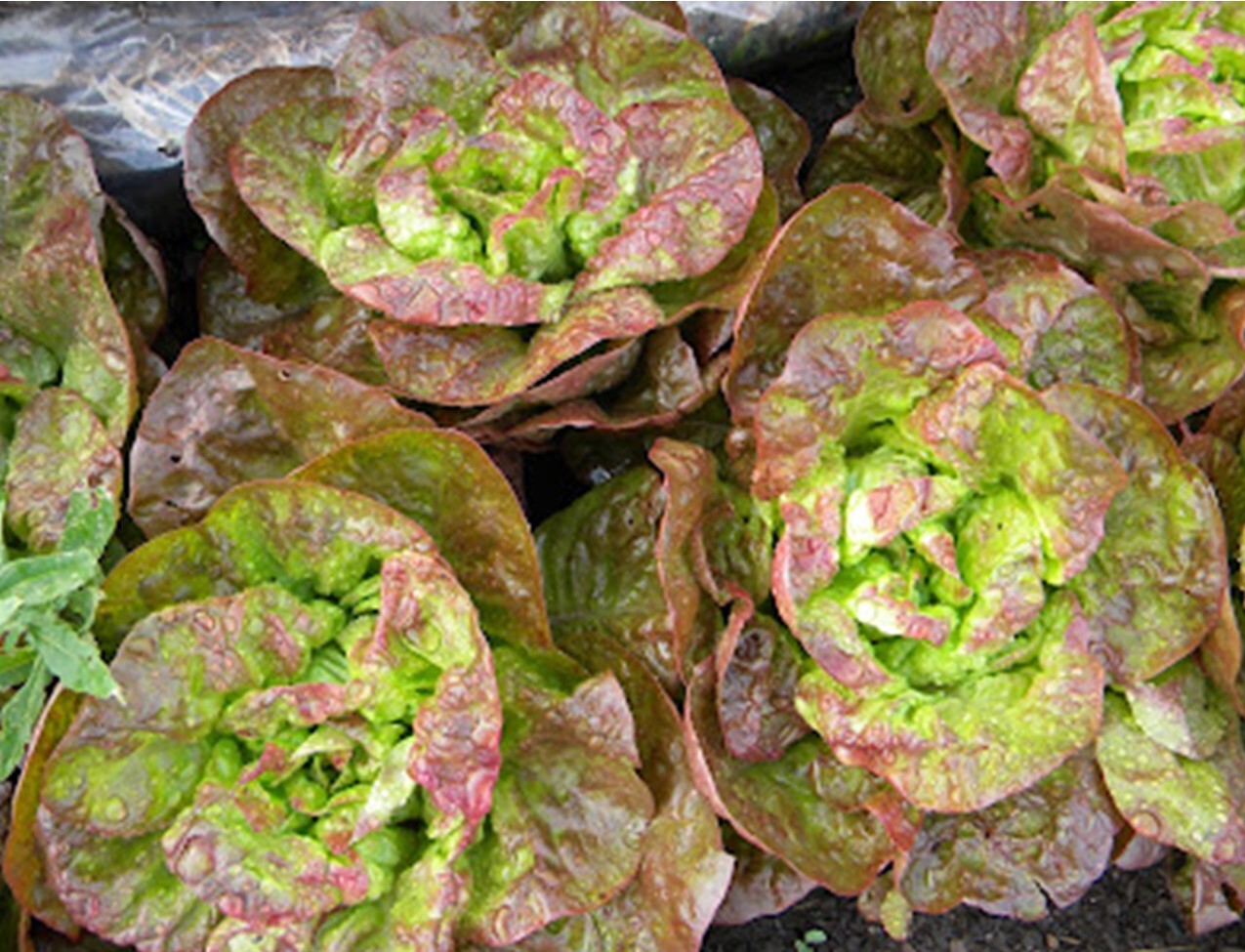 1000+ Marvel of Four Seasons Lettuce Seeds, OLD FRENCH FAVORITE HEIRLOOM,NON-GMO