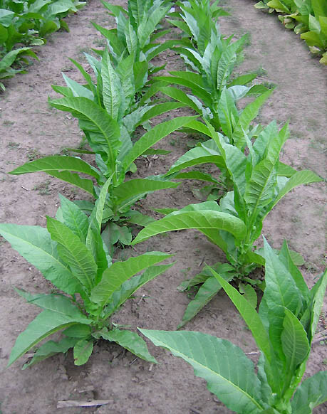 1000 Perique Tobacco Seeds ~ Heirloom Nicotiana Tabacum ~ Distinctive Flavor!