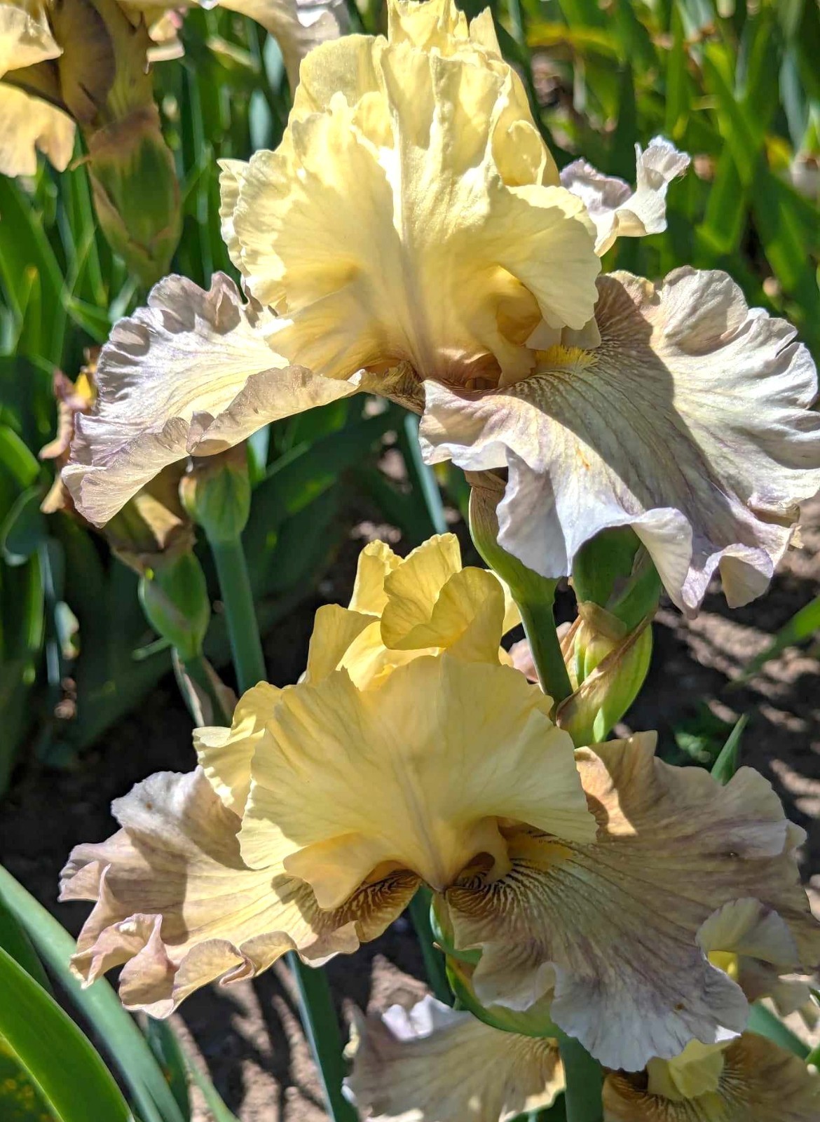 ‘Misty Ridge’ Tall Bearded Iris Rhizome PRE-SALE to Ship Aug/Sept