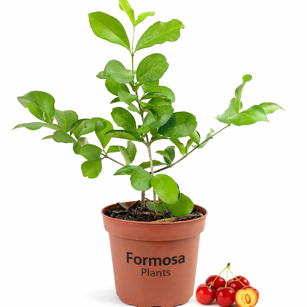 Barbados Cherry – Live Plant in a 4 Inch Pot – Malpighia Emarginata