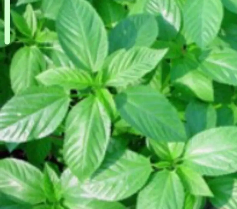 GREEN JUTE, EGYPTIAN SPINACH, SALUYOT 750 SEEDS, Good GERMINATe .1.5 Gram