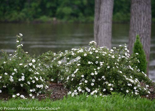 Green Promise Farms Proven Winners – Potentilla Frut. Happy Face White