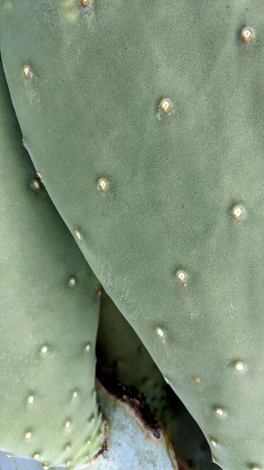 3 Spineless Prickly Pear Opuntia Cactus Pads 5+ Inches each From Arizona