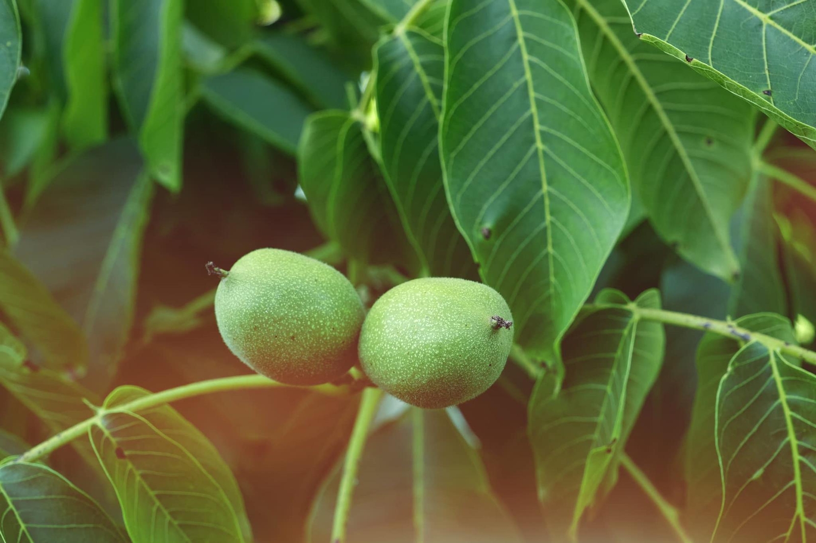 Carpathian Walnut Seeds for Planting – 5 Seeds – Juglans regia Carpathian