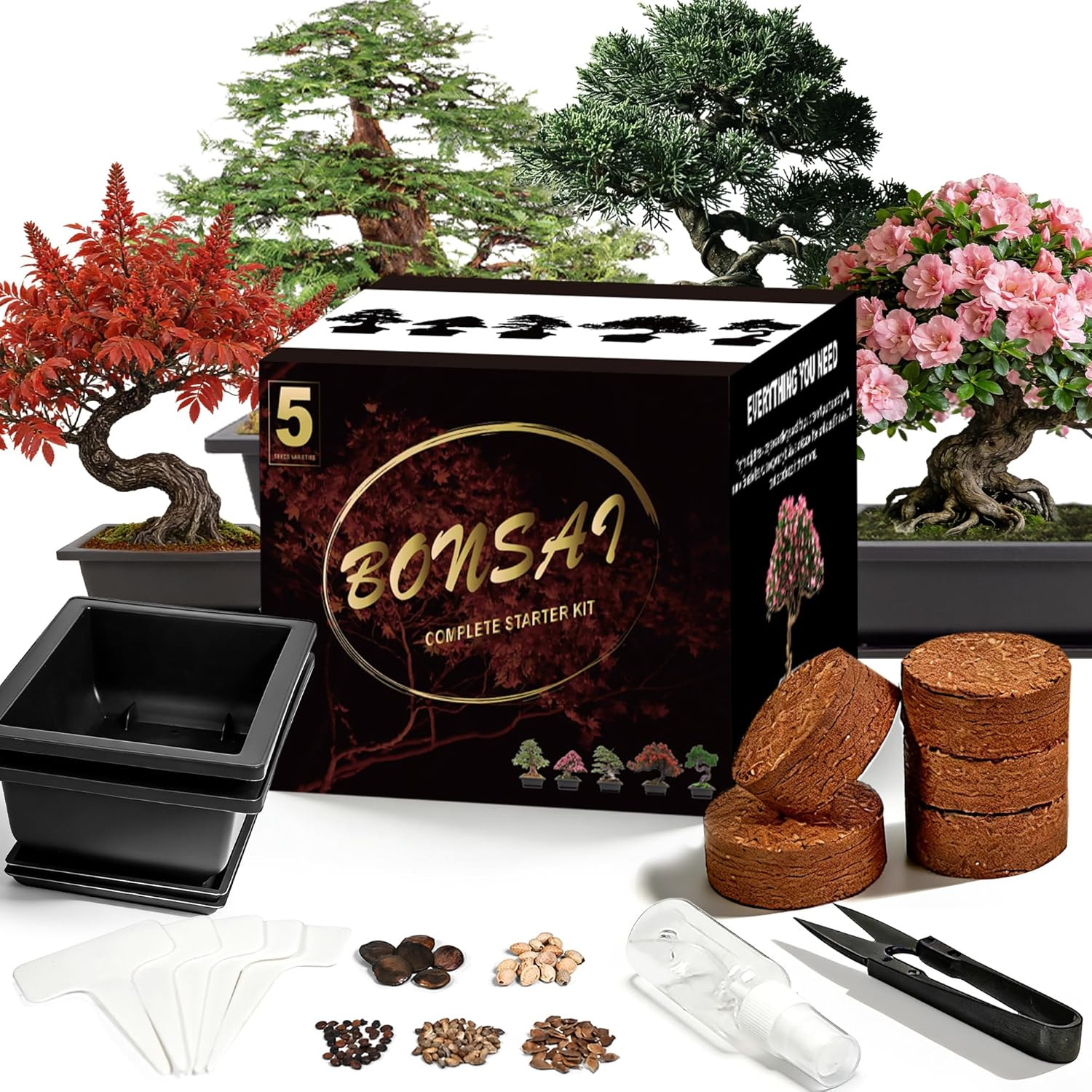 Bonsai Starter Kit, Growing into Blue Spruce, Boxwood, Dawn Redwood, Flame Tree