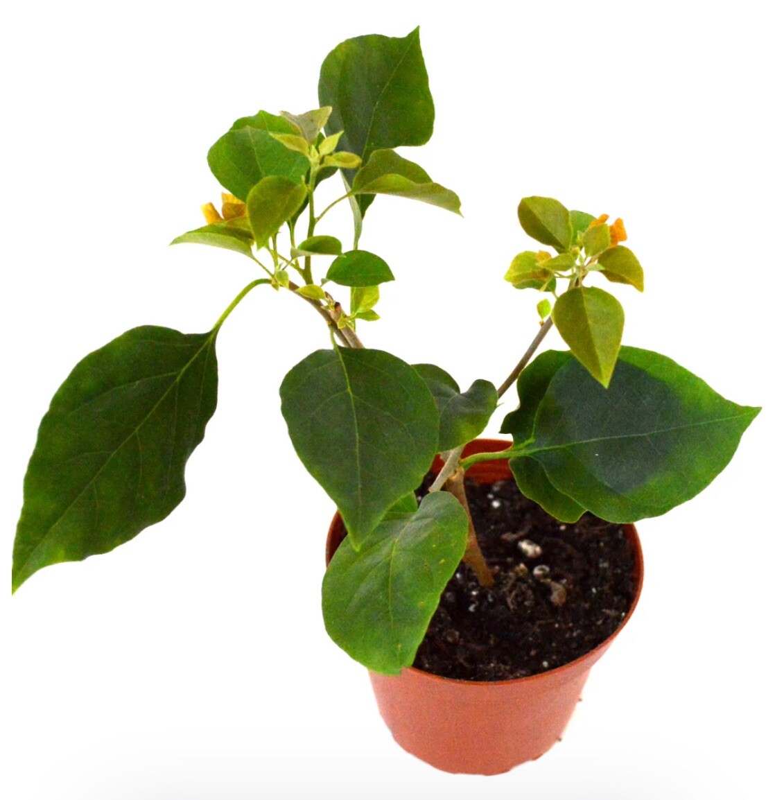 1 PC 4” POT ROYAL PURPLE BOUGAINVILLEA LIVE PLANT FRESH GUARANTEED BEST GIFT