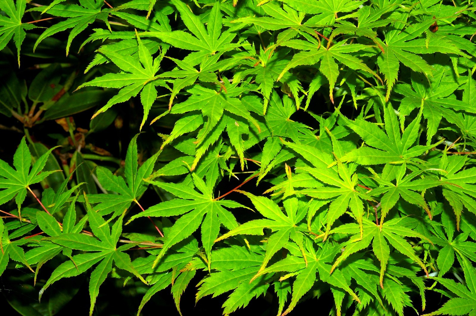 Japanese Maple, Acer palmatum, Tree Seeds (Fall Colors, Fast, Hardy, Bonsai)