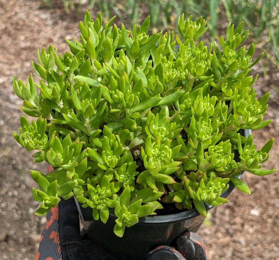 Angelina Sedum (Common Sedum) plant – 1 Live plant