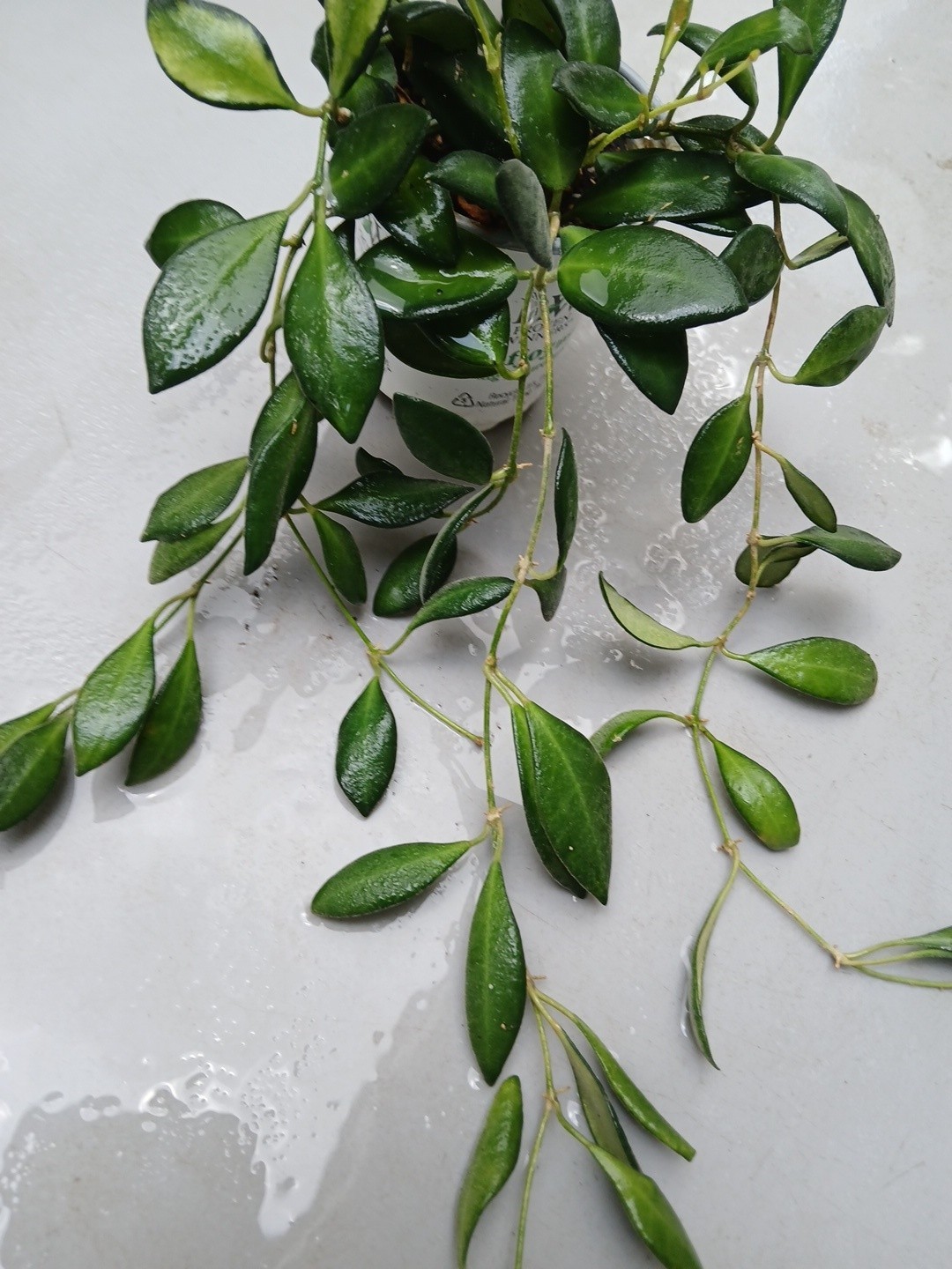 #124- HOYA BURTONIAE VARIEGATED LIVE PLANTS, FULL POT PLANTS,