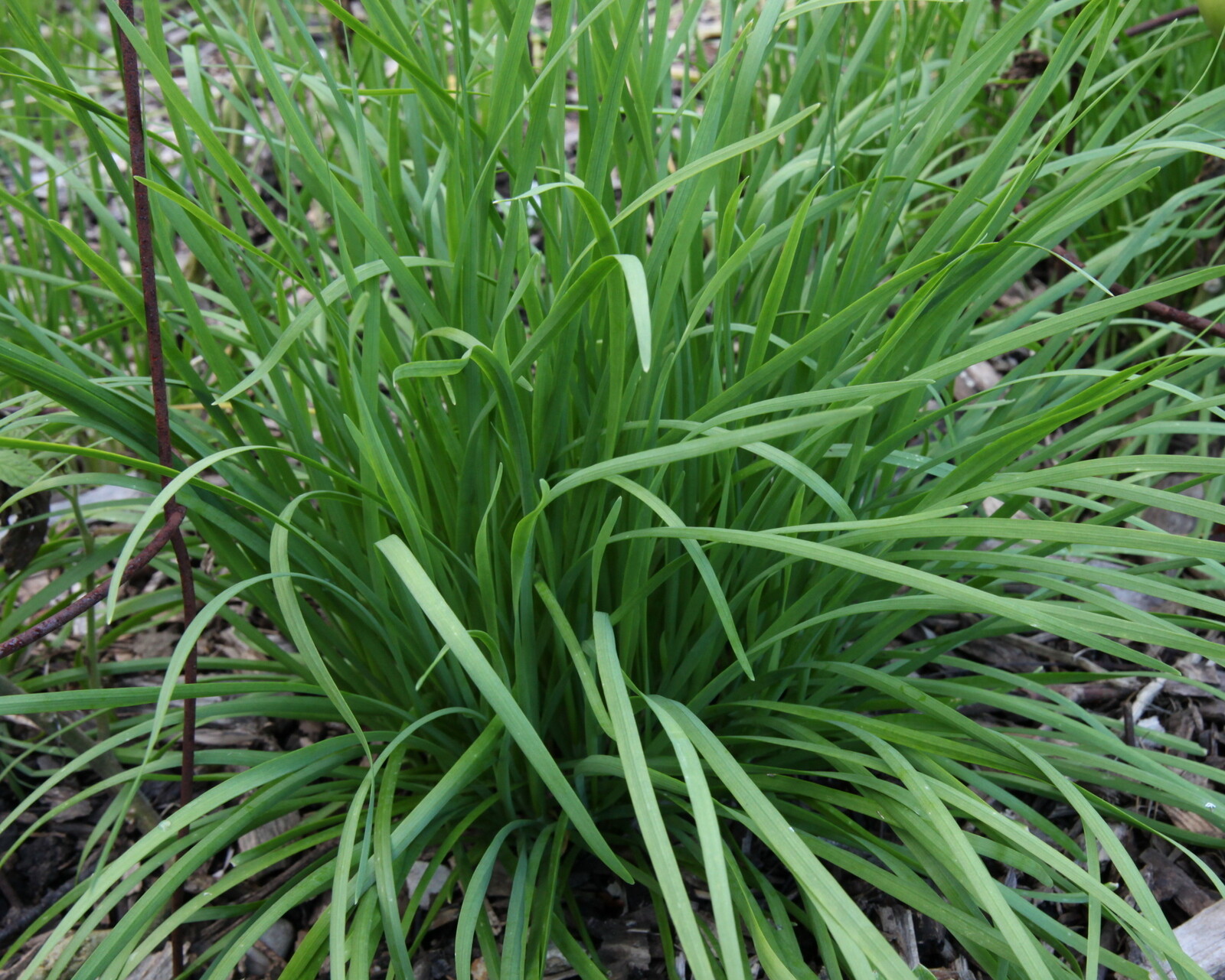 On Sale–50 Live Plant Bare Root Garlic Chives 韭菜根