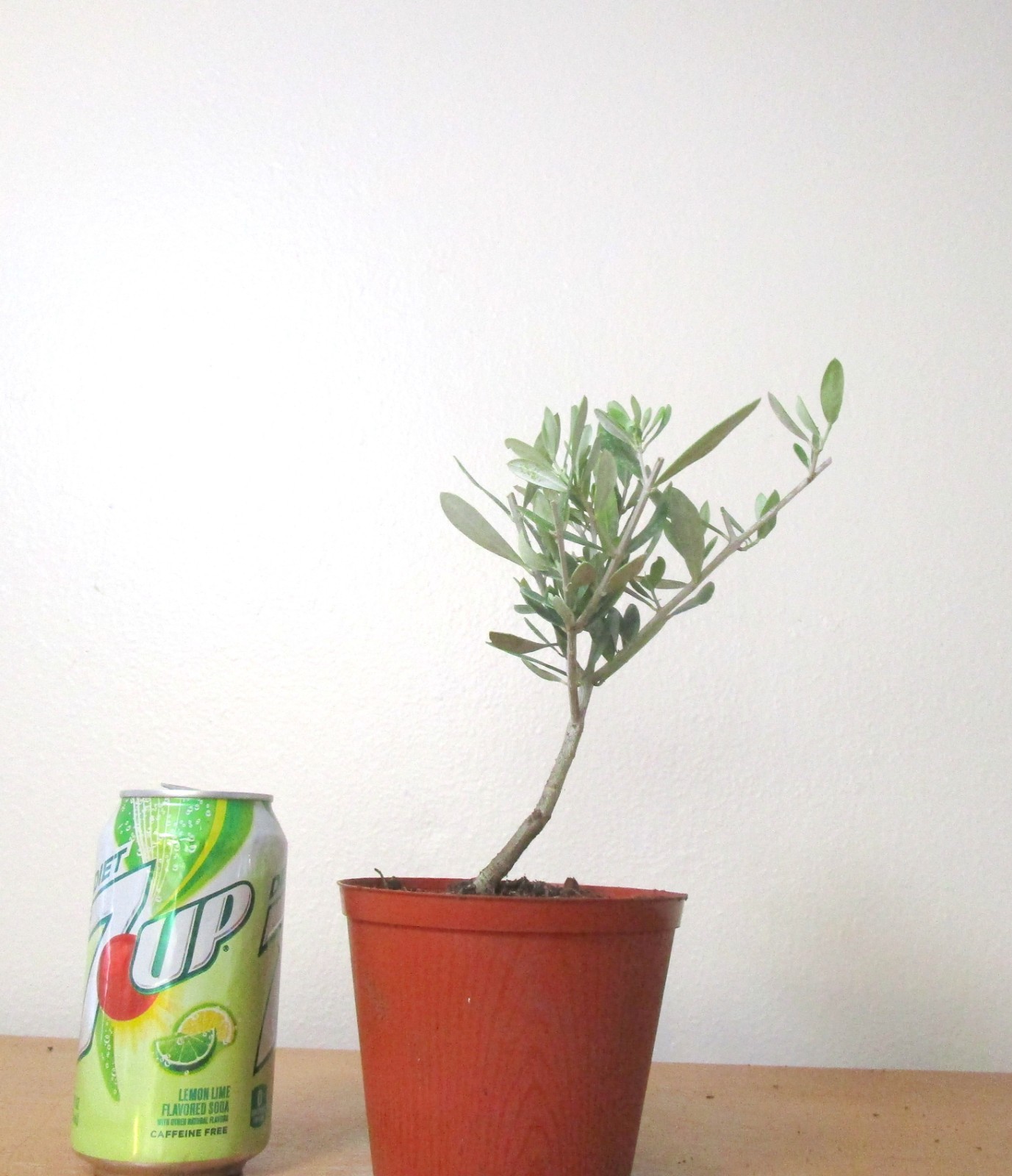Dwarf European Olive for mame shohin bonsai tree multiple listing free shipping