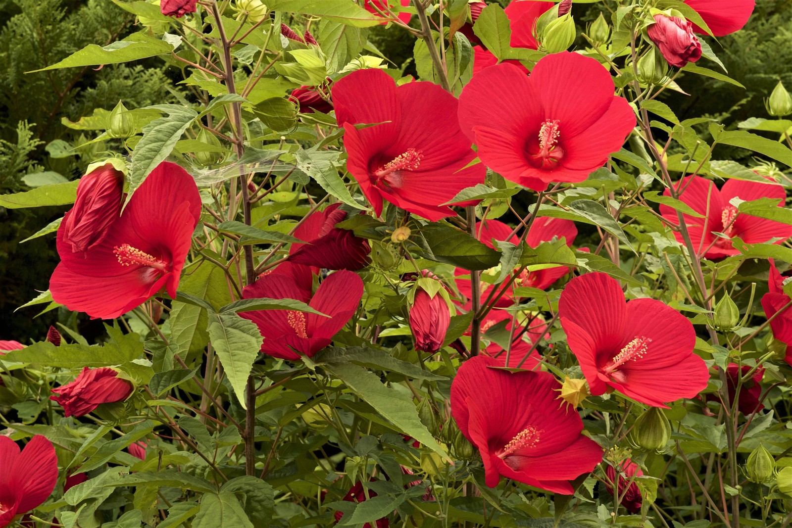 25 MIXED LUNA HIBISCUS Moscheutos Hardy Red, Hot Pink, Pink & White Swirl Seeds