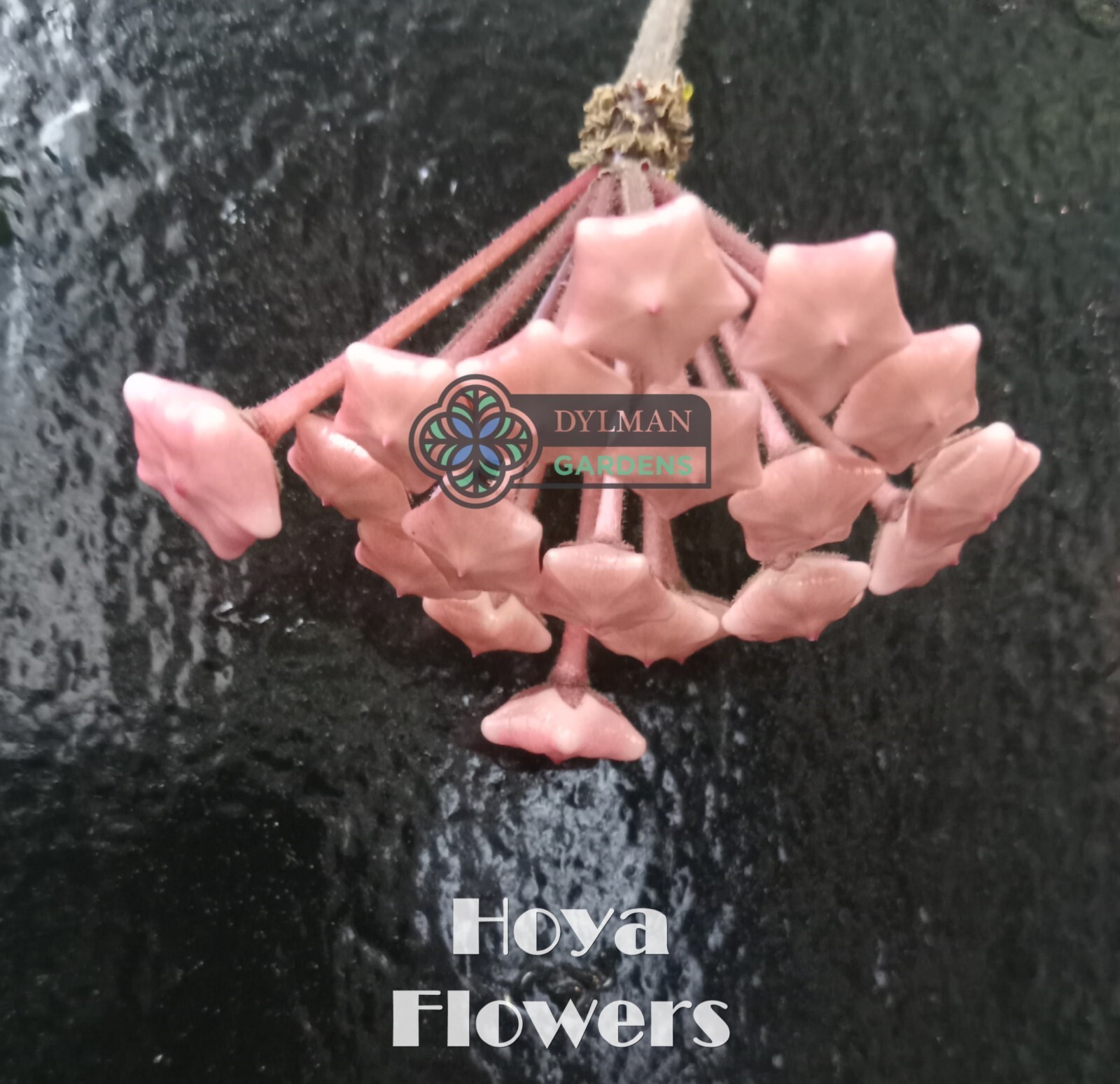 Hoya (Hoya carnosa) – Wax Plant – Porcelainflower – Live Plant – Multiple Sizes