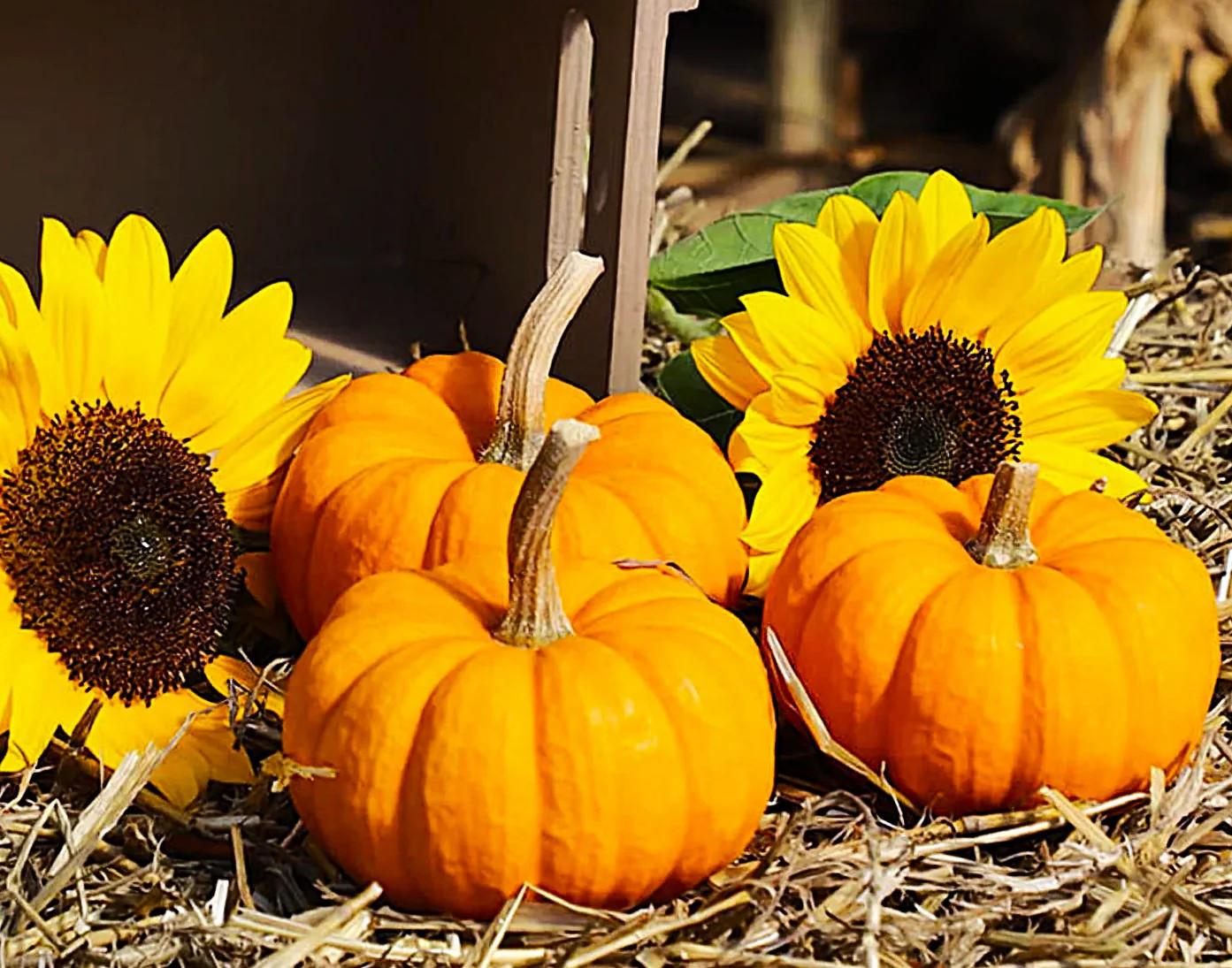 Munchkin Pumpkin Seeds – For 2025 Planting Mini Pumpkins Jack Be Little Ribbed