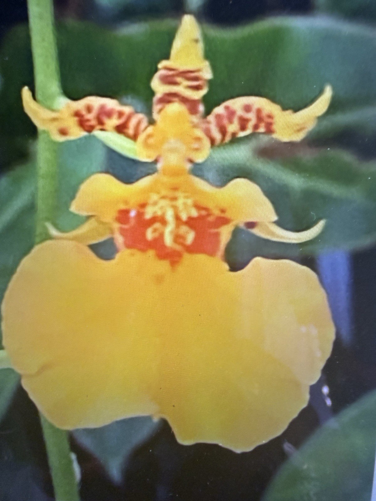 ORCHID PLANTS Grower Ramsey Ons One rooted bulb bare root