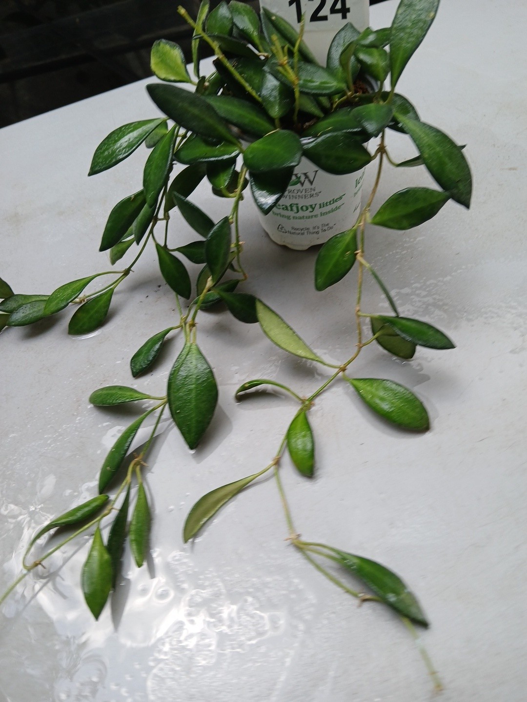 #124- HOYA BURTONIAE VARIEGATED LIVE PLANTS, FULL POT PLANTS,
