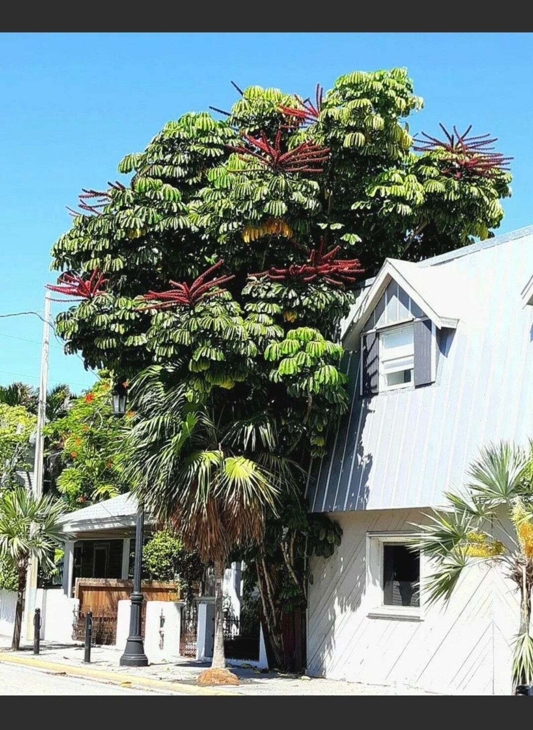 Umbrella tree, Schefflera Actinophylla Amate, large plant 20-36″plus