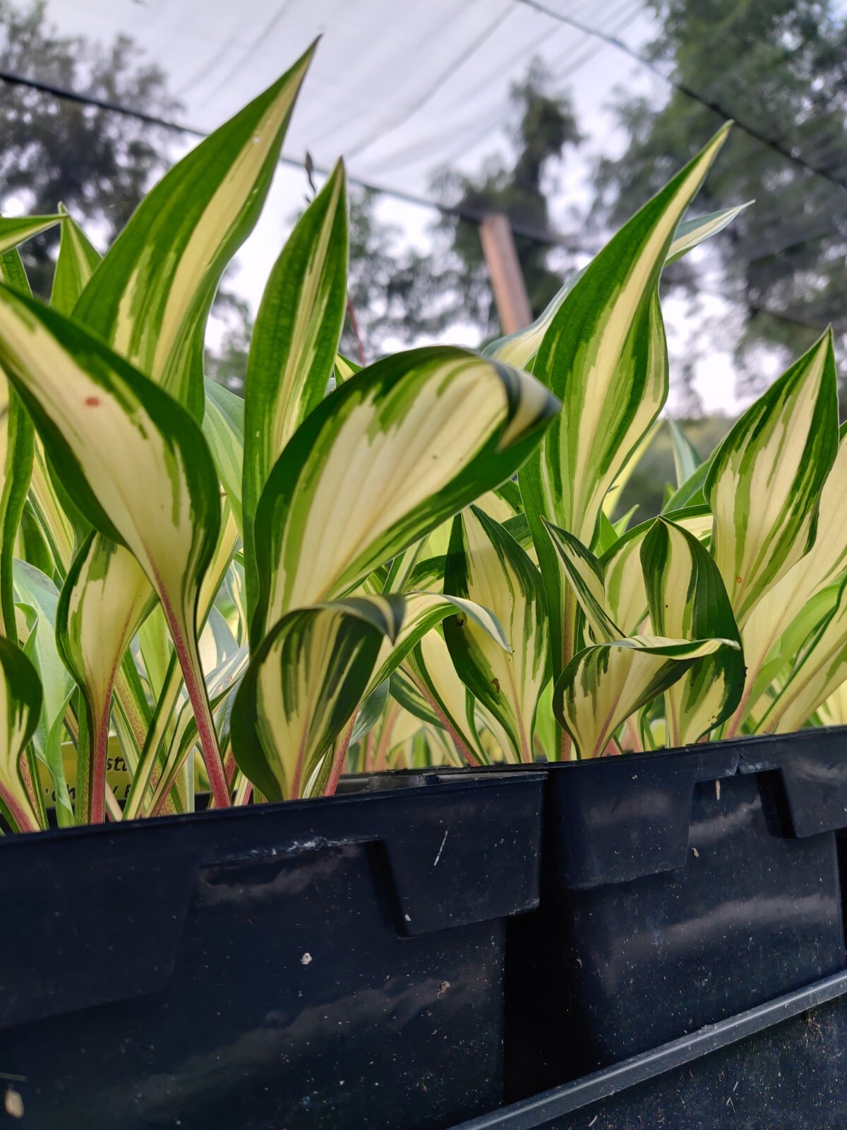 Hosta Cherry Berry Well Rooted 5.25″ Pot Perennial Shade Unique Leaves Red Stems