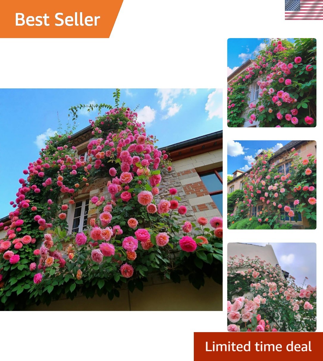 Pet-Friendly Pink Climbing Rose Seeds – 150+ Heirloom Plants for Spring