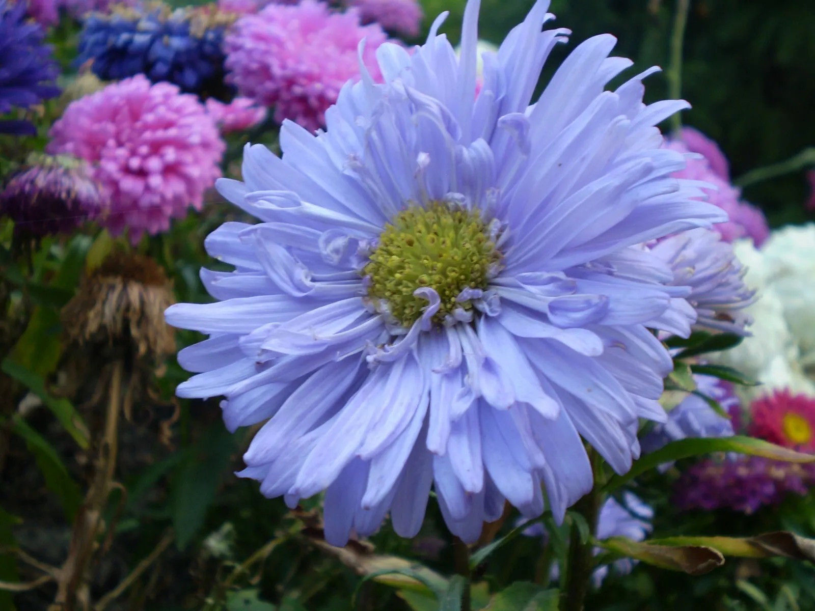 250+ Powder Puff Aster Seeds – Rainbow Mix – Chrysanthemum – Fresh Cut Flowers