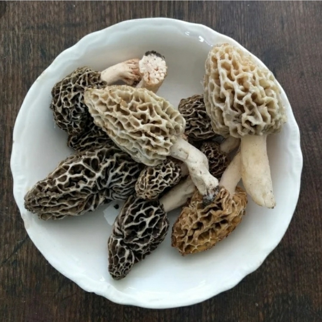 Morel Mushroom- Garden Grow Kit- Guaranteed! Free Shipping!