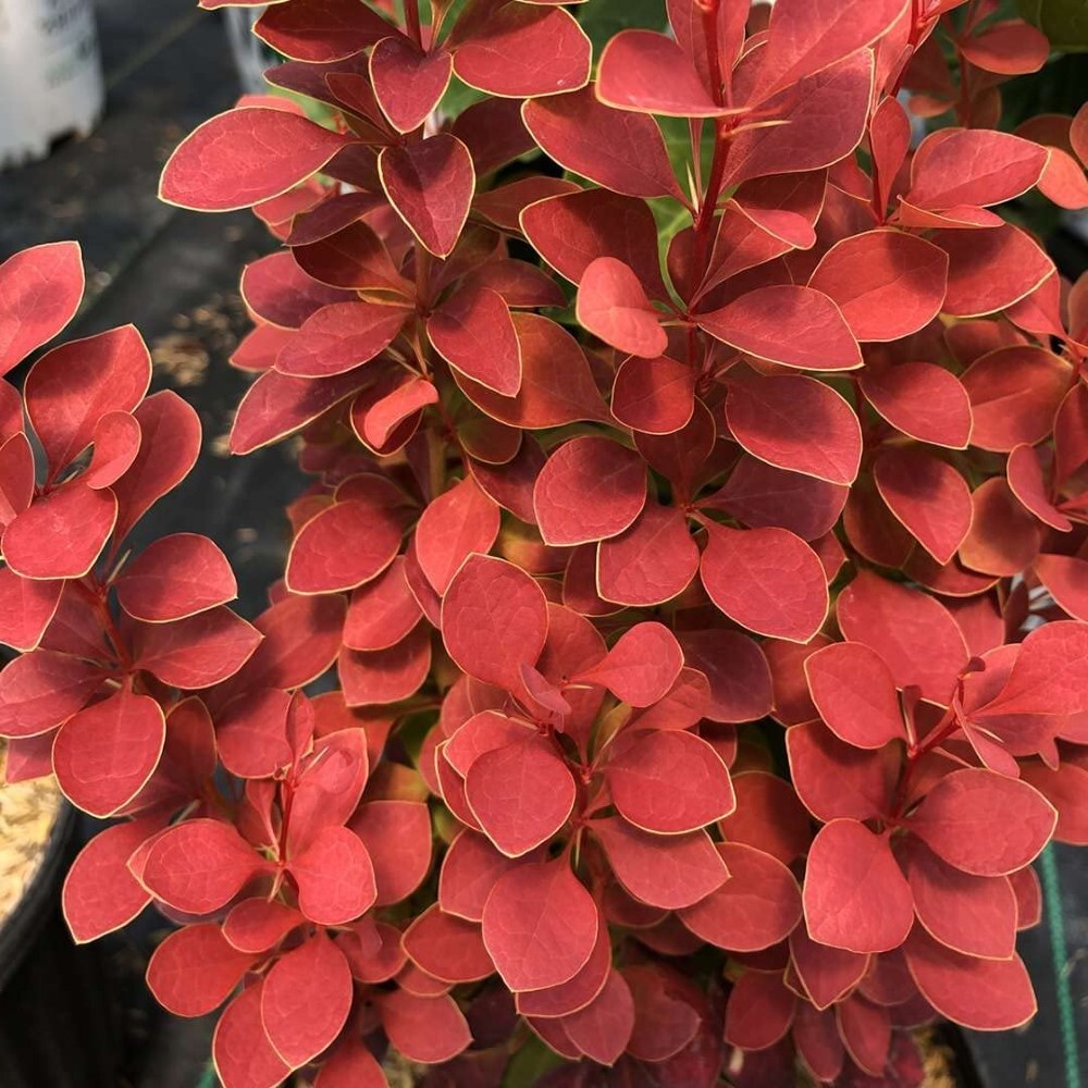 Barberry Incredible Neon Orange Foliage Pillar Sunjoy Gardens Live Plant 4″ Pots