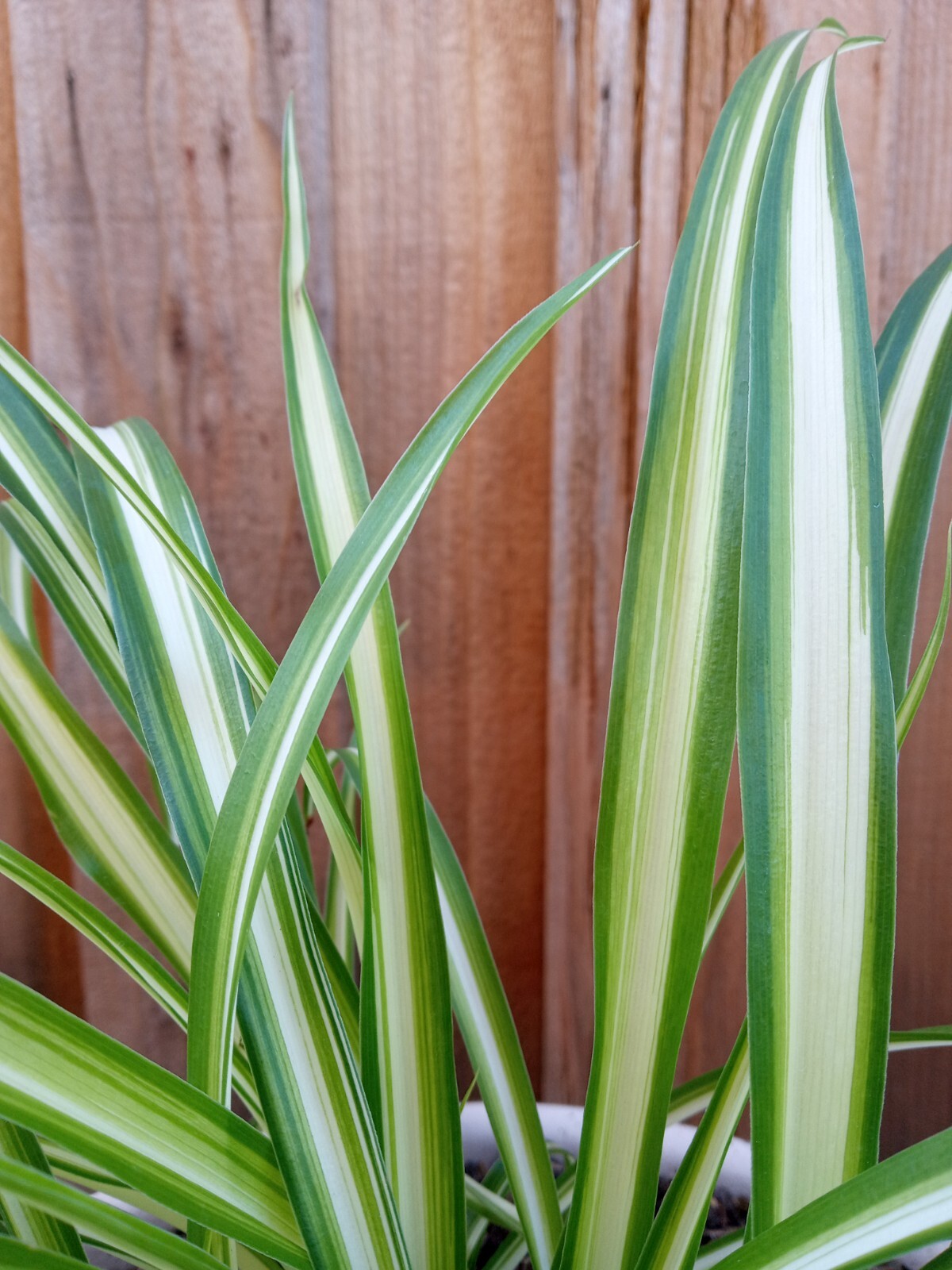 1 Variegated Live Spider Plant Pup ‘Chlorophytum Comosum” Rooted-Ready to Grow