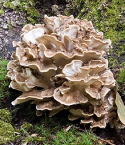MAITAKE (HEN OF THE WOODS) mushroom spores /spawn mycelium (on dried seeds)