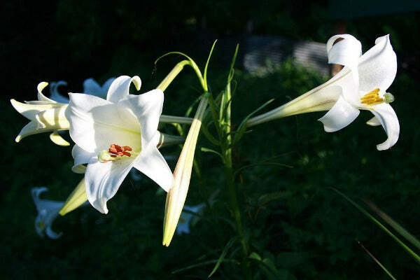 Lilium formosanum | Formosan Lily | Taiwanese Mountain Lily | 10 Seeds