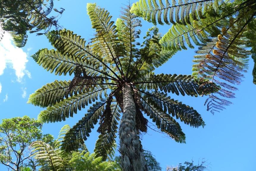 Cyathea medullaris | Black Tree Fern | 1000_Spores