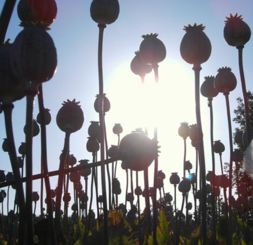 Landscaper’s Pack THE ULTIMATE POPPY MIX w/ Breadseed Papaver Non-GMO 5000 Seeds