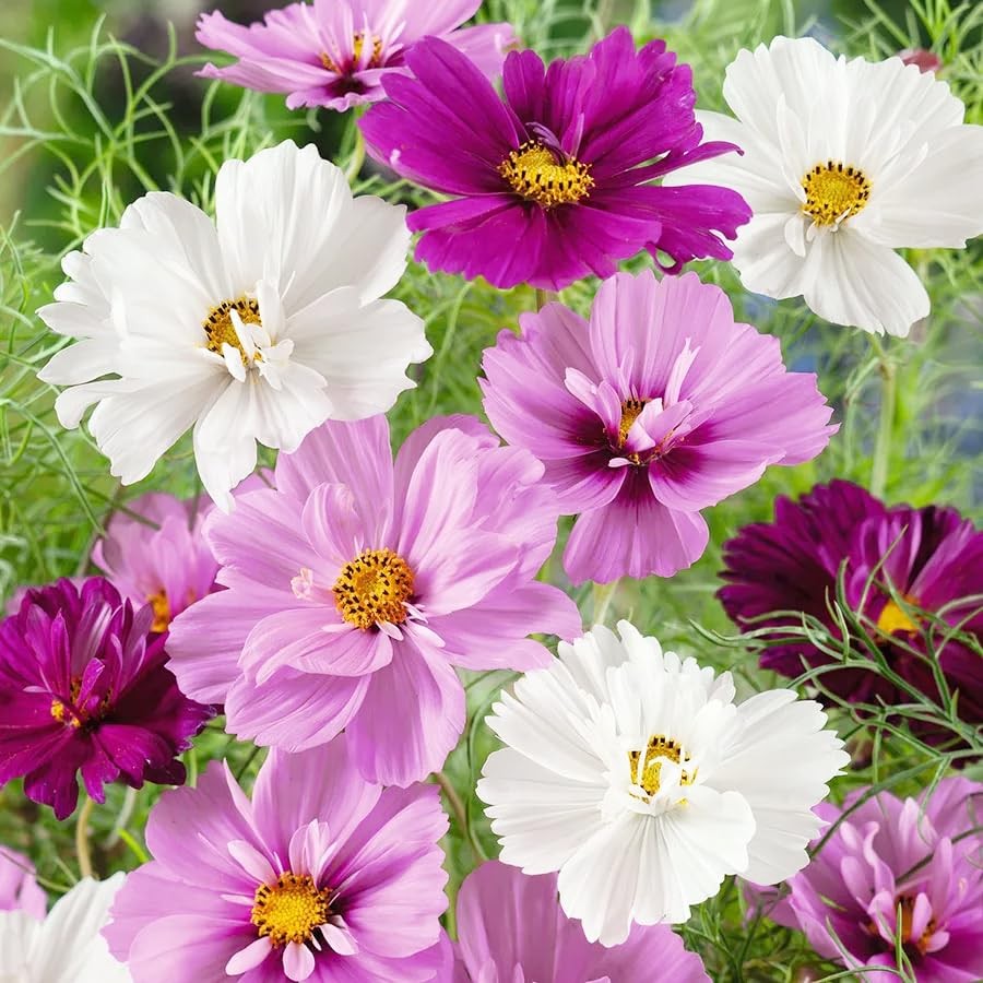 Perennial Cosmos Mixed Seeds 2000+ Non-GMO Vibrant Colors – Attracts Pollinators