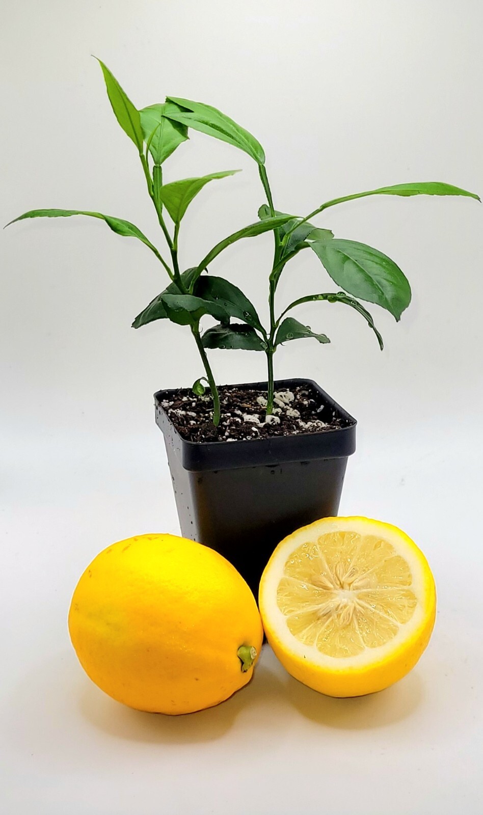 Pot of 2 Meyer lemon seedlings, 3-5 inches tall
