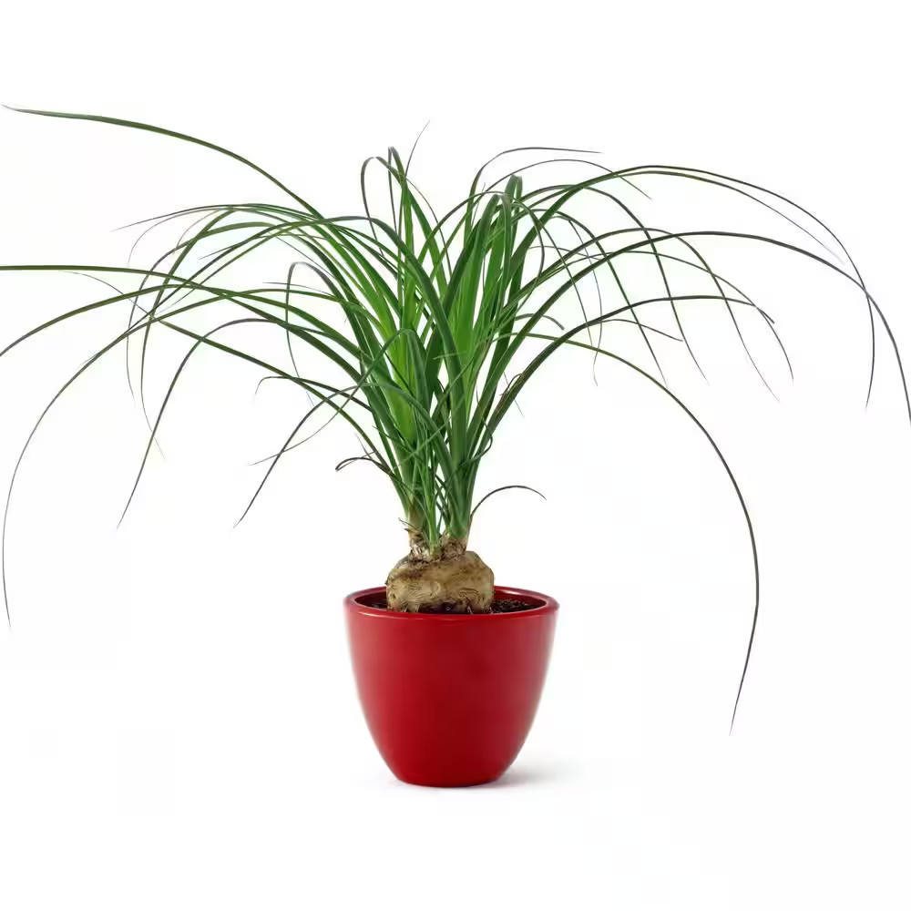 5.5 In. Cottage Hill Ponytail Palm Plant in Pot