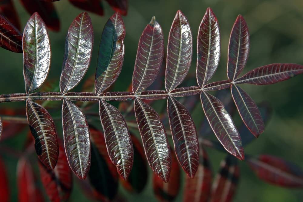 Winged Sumac Seeds for Planitng (30 Seeds) – Rhus copallinum