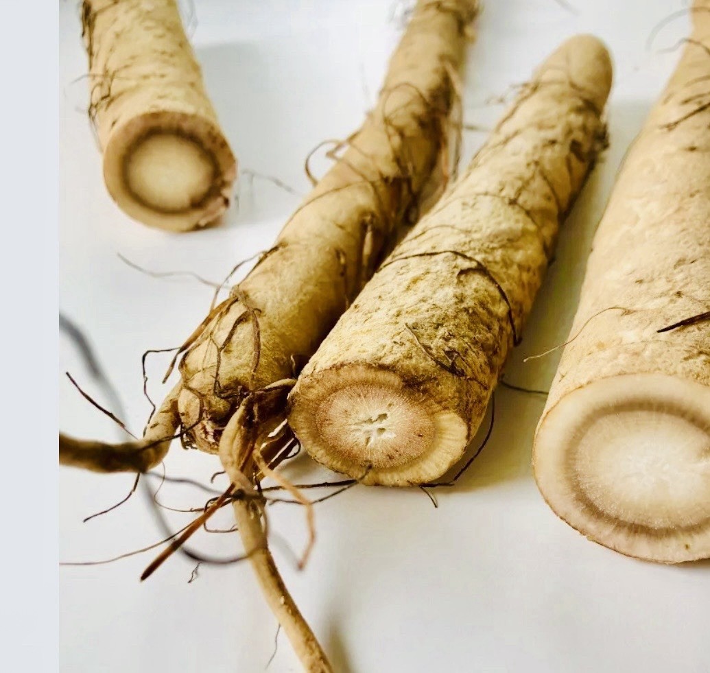 Burdock root (Arctium lappa) 2 Bulbs,Roots Edible Plus More Benefits