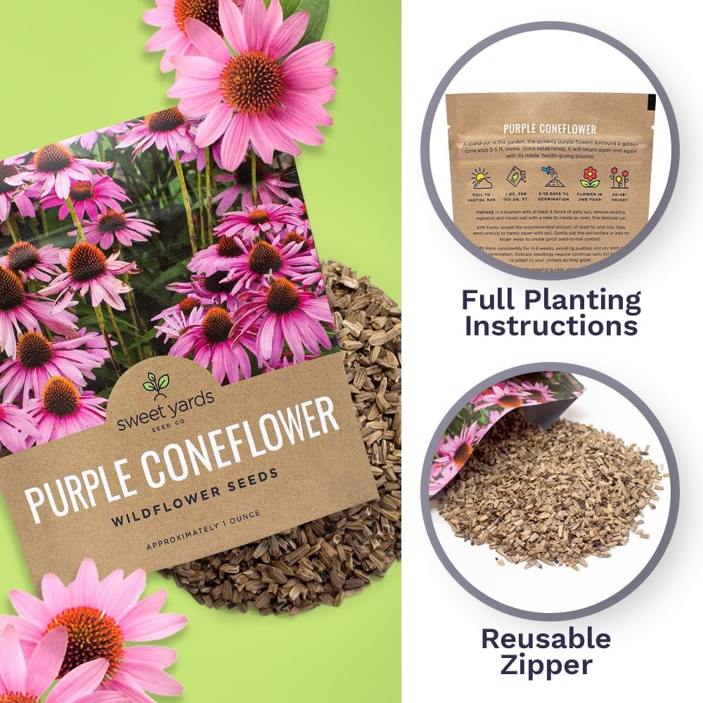 Purple Coneflower Seeds – Extra Large Packet – Over 1 Ounce Pouch,