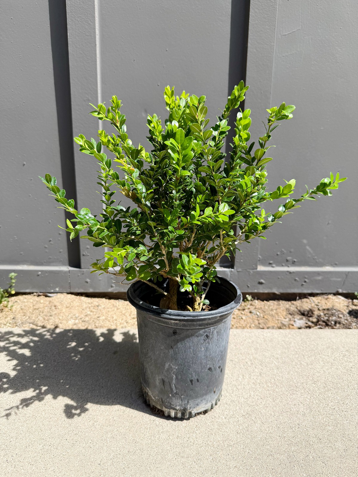 Green Beauty Boxwood, 1 Gallon Pot, Evergreen Hedge Shrub