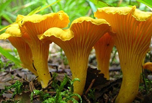 Seeds Yellow Chanterelle Mushrooms Mycelium Spawn Dried Spores for
