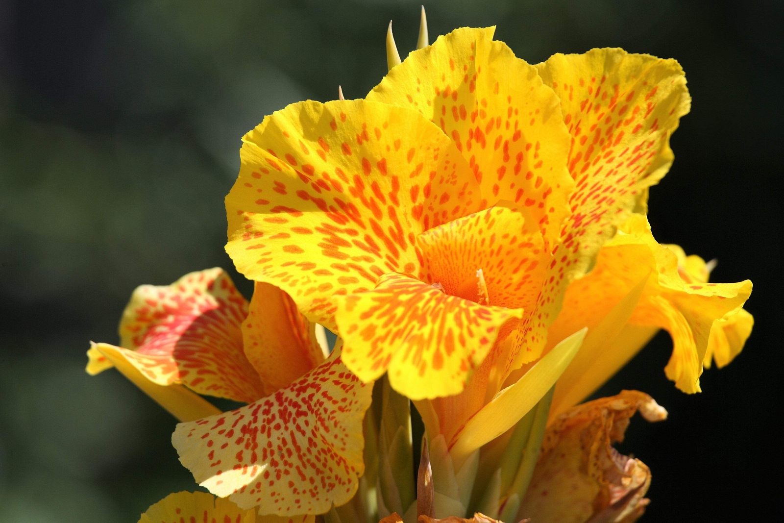 5 YELLOW CANNA LILY Indian Shot Canna Indica Flower Seeds *Flat S/H
